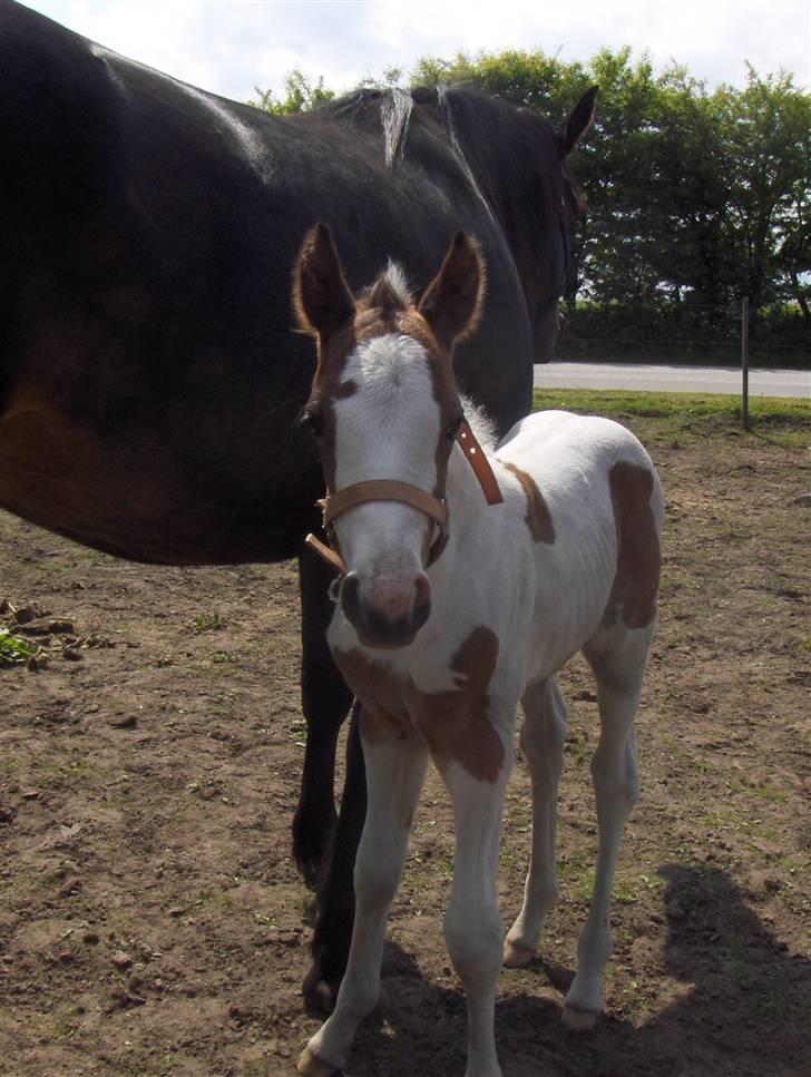 Pinto søndergårdens ayla billede 4