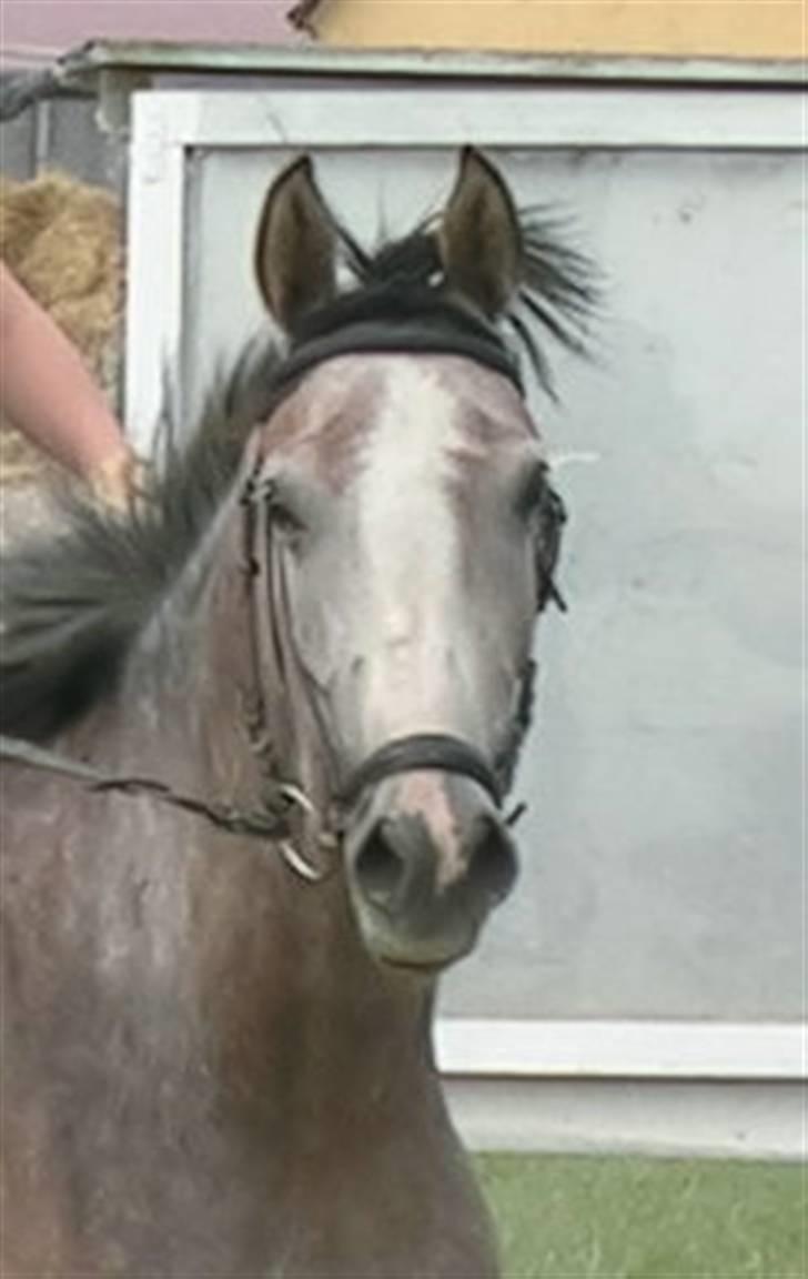 Anden særlig race El Casso billede 7