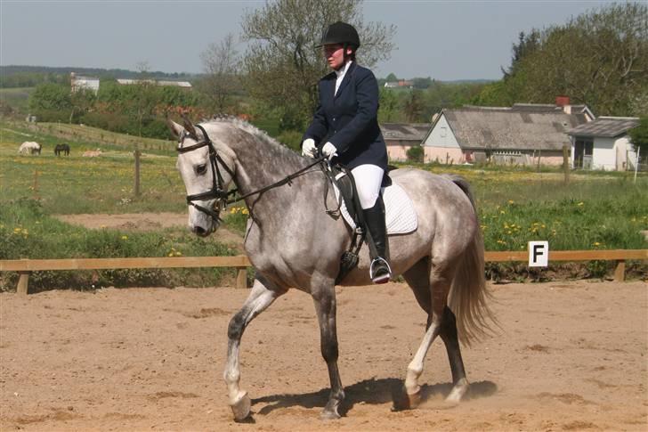 Anden særlig race El Casso billede 8