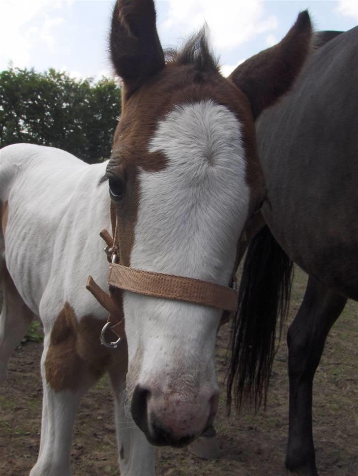 Pinto søndergårdens ayla billede 5