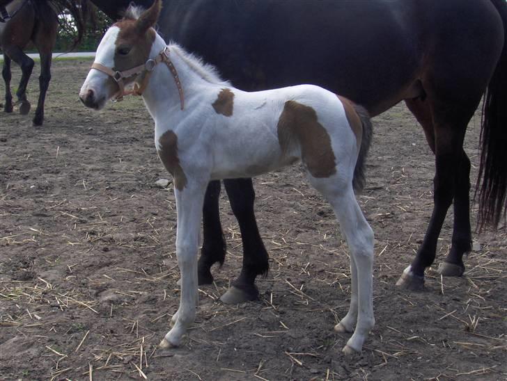 Pinto søndergårdens ayla billede 6