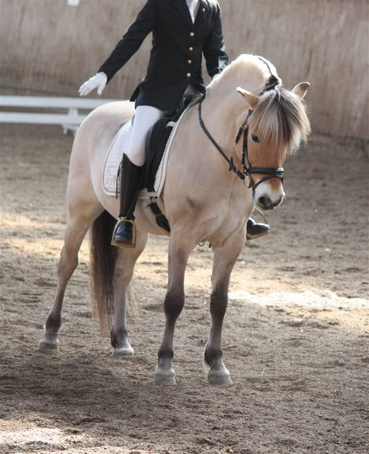 Fjordhest Idol Fuglsang SOLGT - Mollo i parade i første La1. Har lige skåret mit hoved af med vilje .Tusind tak til Ditte Jorsal ! billede 3