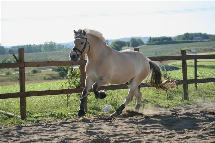 Fjordhest Idol Fuglsang SOLGT - Smukke mollo løs på ridebanen. billede 4