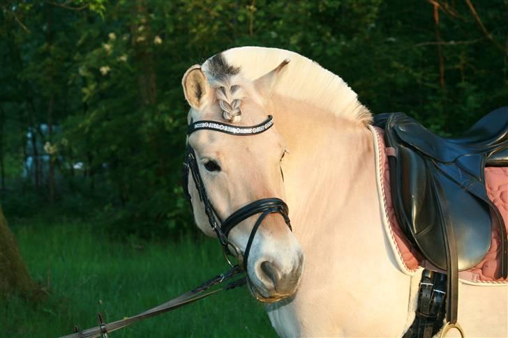 Fjordhest Idol Fuglsang SOLGT - Smukke mollo (: billede 7