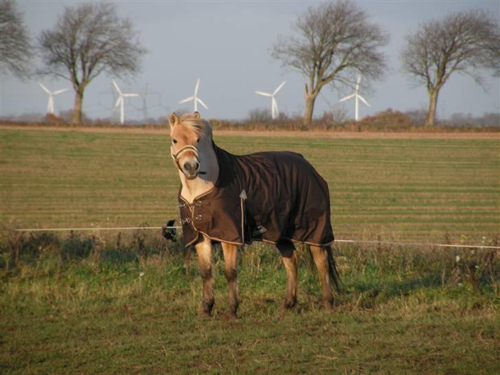Fjordhest Idol Fuglsang SOLGT - Mollo i sit vinter outfit (; billede 8