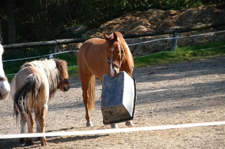 Anden særlig race Hannibal **Solgt** /: - hanne keder sig på folden (: billede 17