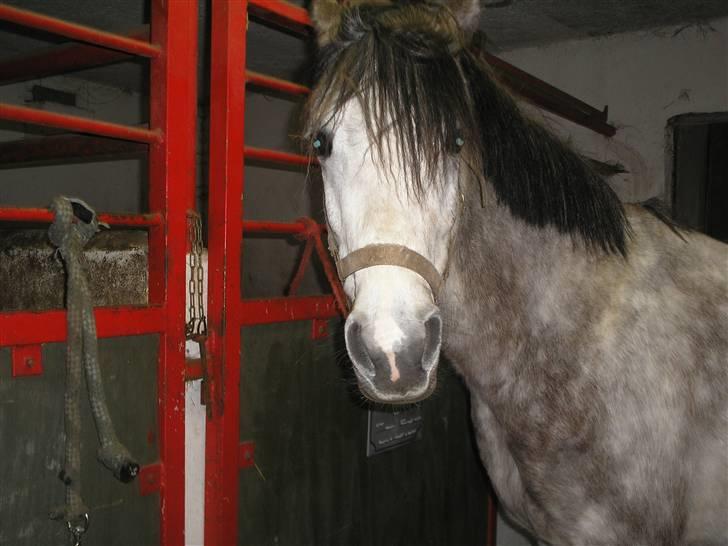 Sportsaraber (A) Silvado - Silver *NYT* billede 13