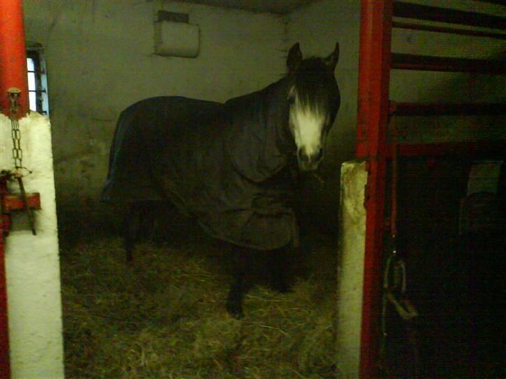 Sportsaraber (A) Silvado - Silver *NYT* billede 14