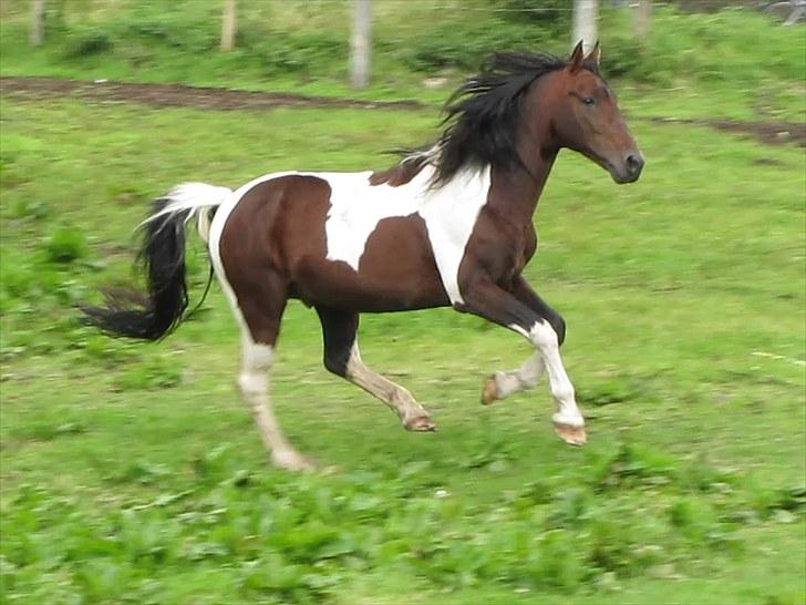 Anden særlig race Irish Boy - Den 24 august 2010 billede 18