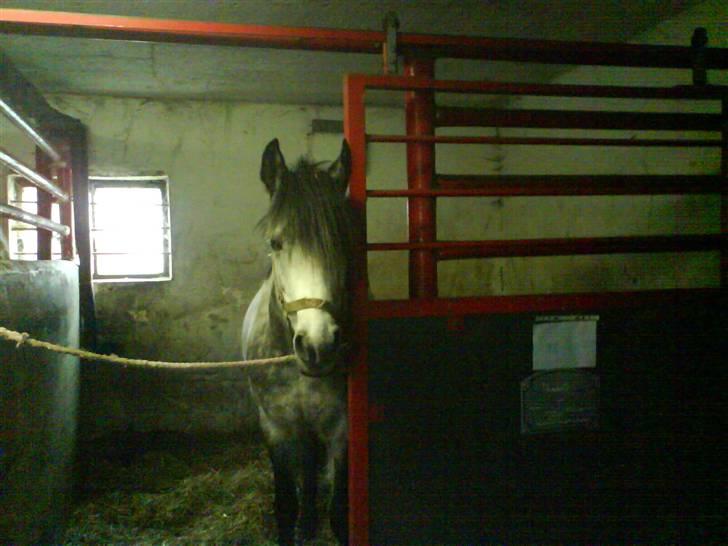 Sportsaraber (A) Silvado - Silver *NYT* billede 15
