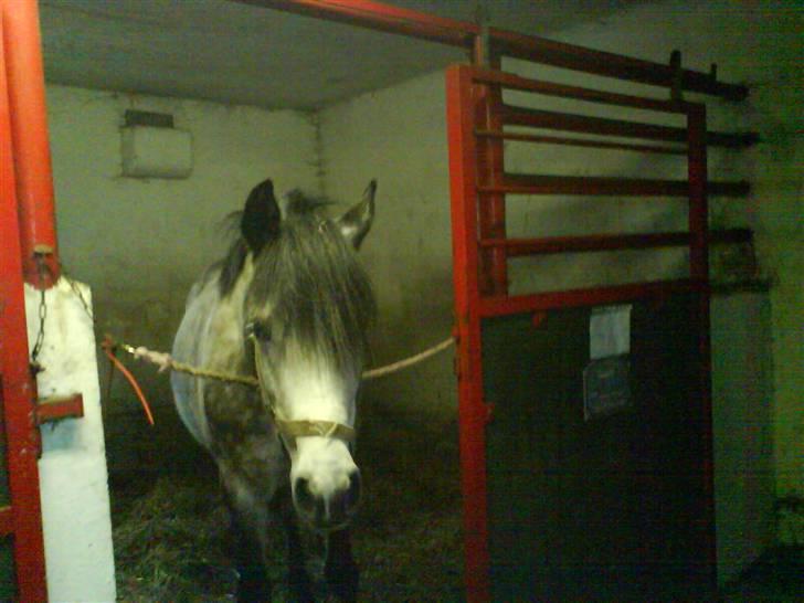 Sportsaraber (A) Silvado - Silver *NYT* billede 16