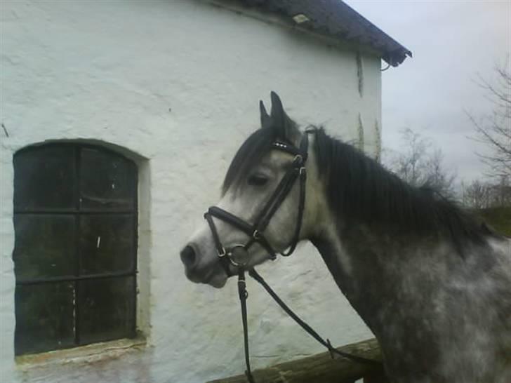 Sportsaraber (A) Silvado - Silver *NYT* billede 17