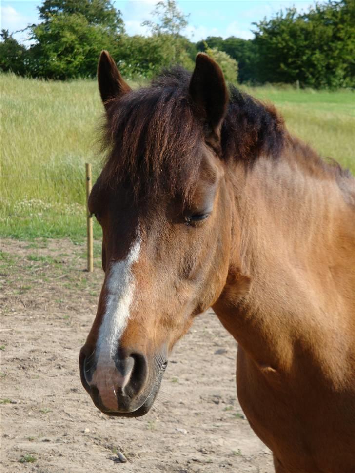 DSP Misty - 1. Misty <3 Foto: Mig billede 1