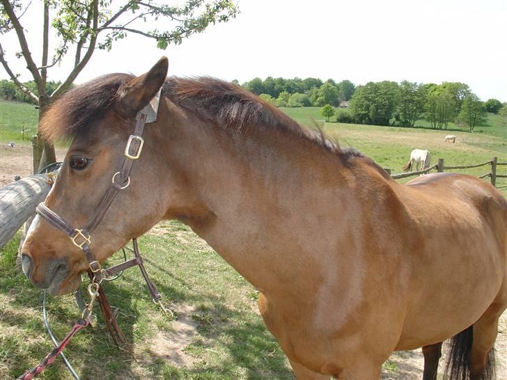 DSP Misty - 2. Keder mig ... Foto: Mig billede 2