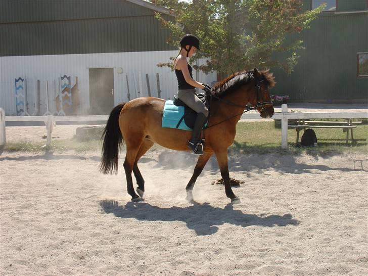 DSP Misty - 3. *NYT* Misty og mig som er kreative ;)  Foto: Fie billede 3