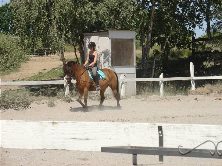 DSP Misty - 5. Smukke !! <3  Foto: Fie billede 5