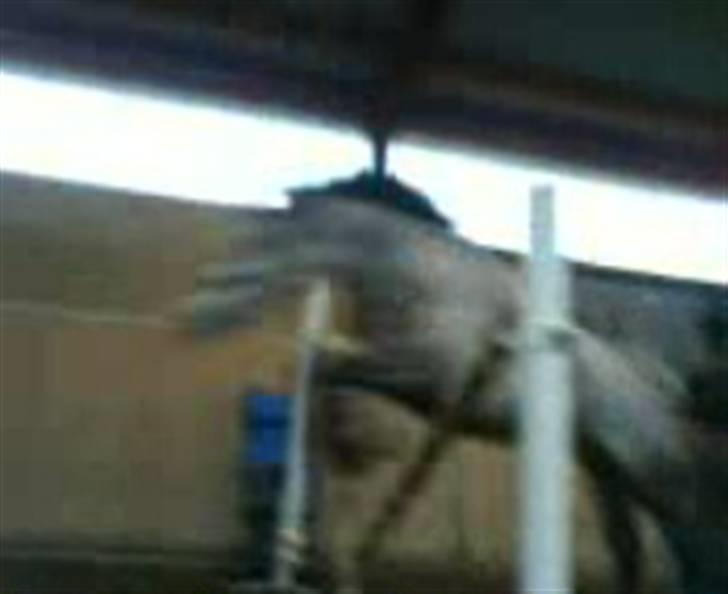 Sportsaraber (A) Silvado - Silver *NYT* billede 19