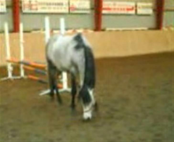 Sportsaraber (A) Silvado - Silver *NYT* billede 20