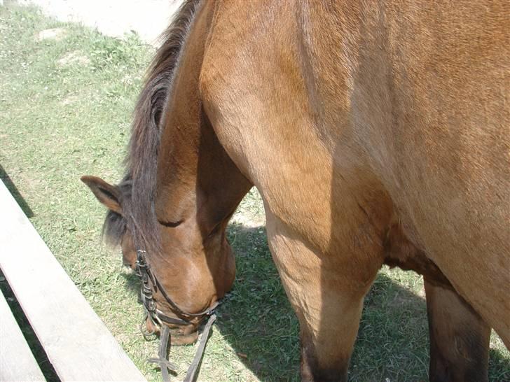 DSP Misty - 7. Mums, græs. Foto: Mig billede 7