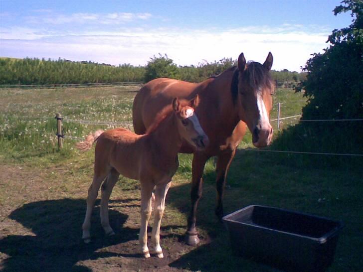 Anden særlig race Mikeena solgt billede 3