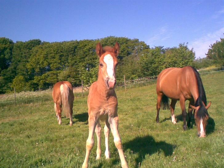 Anden særlig race Mikeena solgt billede 4
