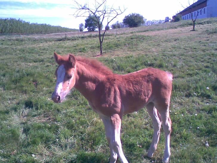 Anden særlig race Mikeena solgt billede 5