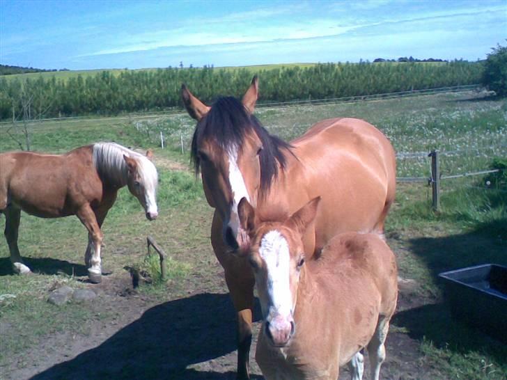Anden særlig race Mikeena solgt billede 6