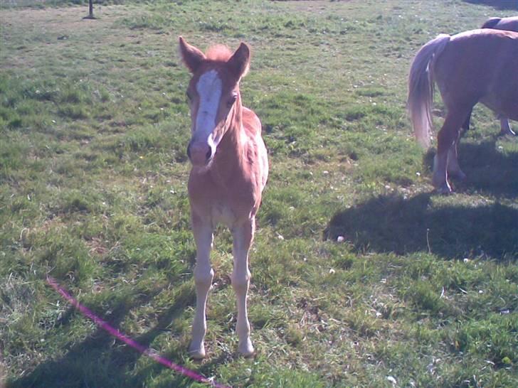 Anden særlig race Mikeena solgt billede 7