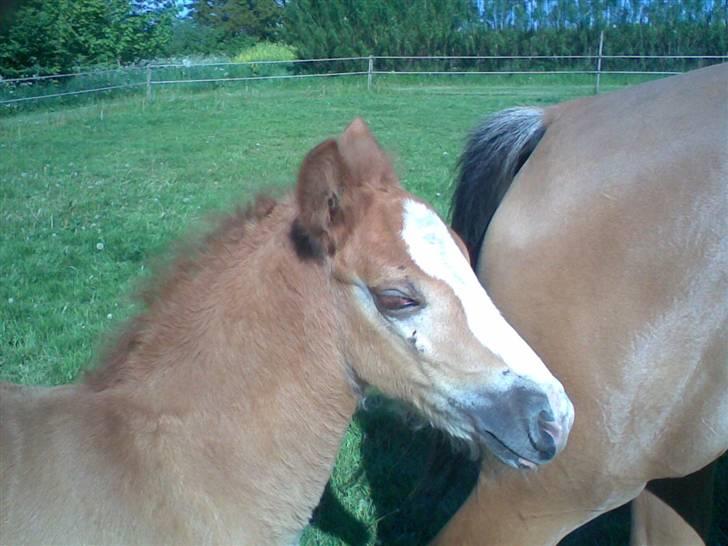 Anden særlig race Mikeena solgt billede 8