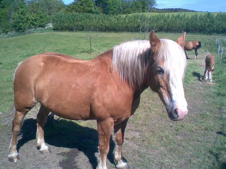 Tyroler Haflinger Fie  billede 13