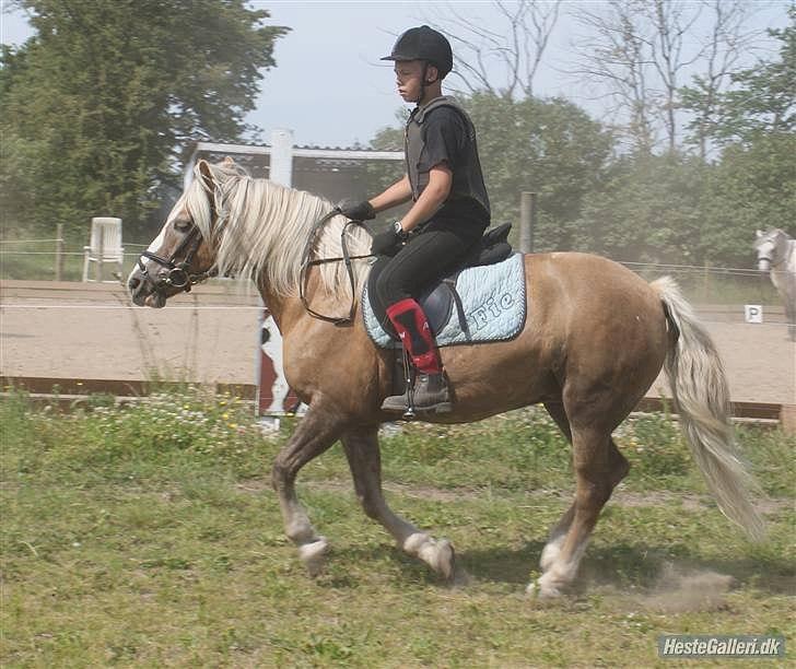 Tyroler Haflinger Fie  billede 14