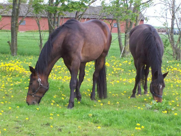 Anden særlig race gillian billede 1