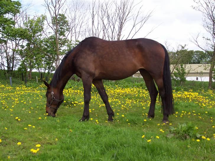 Anden særlig race gillian billede 2
