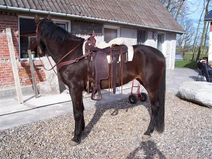 Anden særlig race gillian billede 3