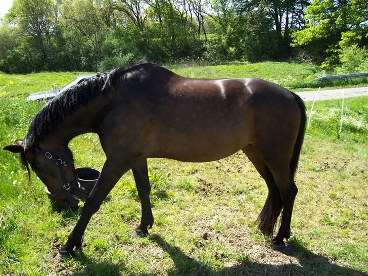 Anden særlig race gillian billede 4