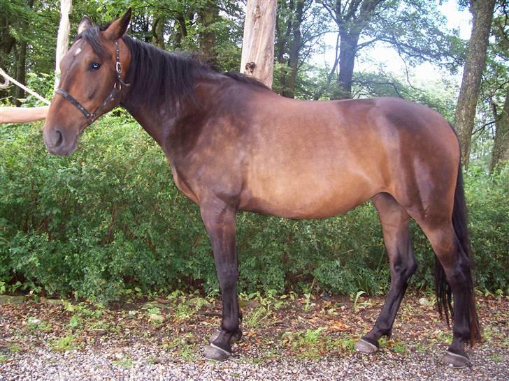 Anden særlig race gillian - gillian som 3 års billede 5