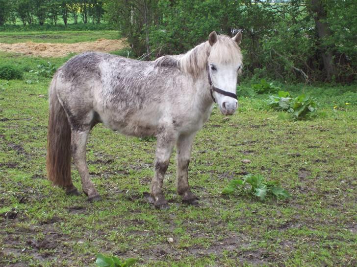 Shetlænder chip billede 1
