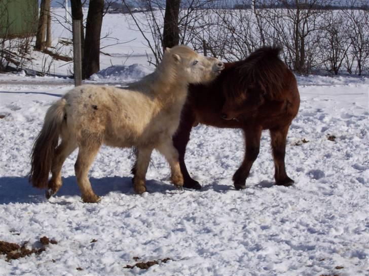 Shetlænder chip billede 2