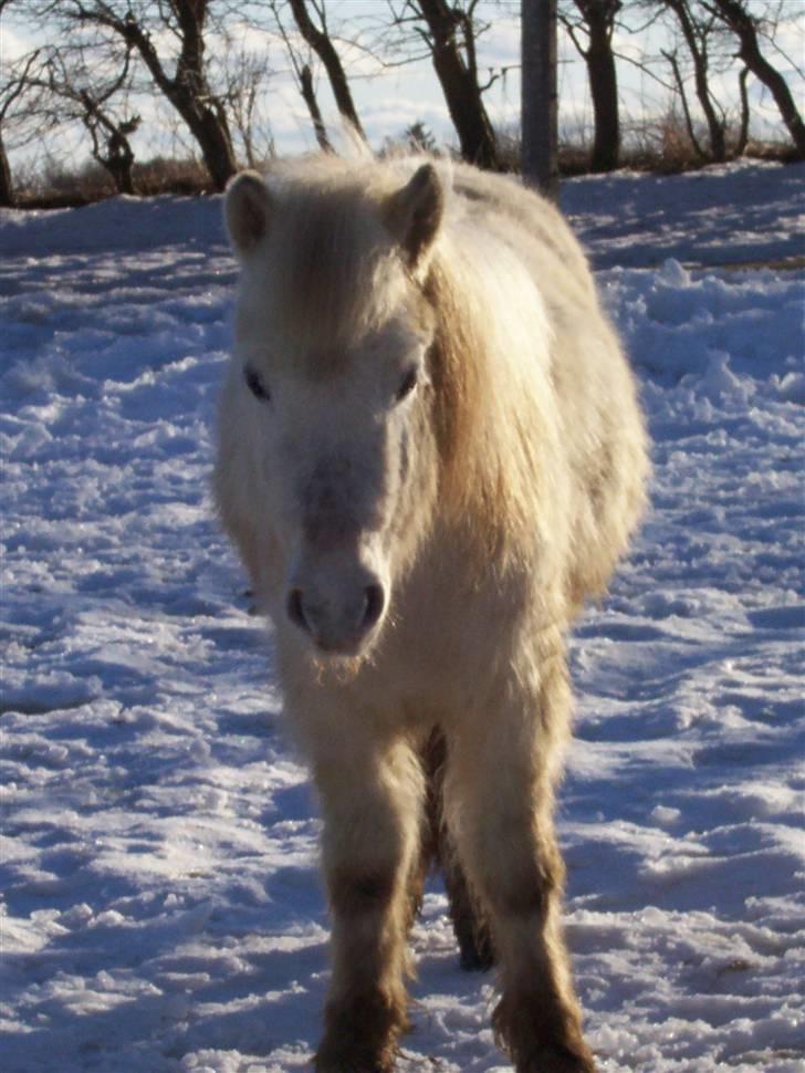 Shetlænder chip billede 3