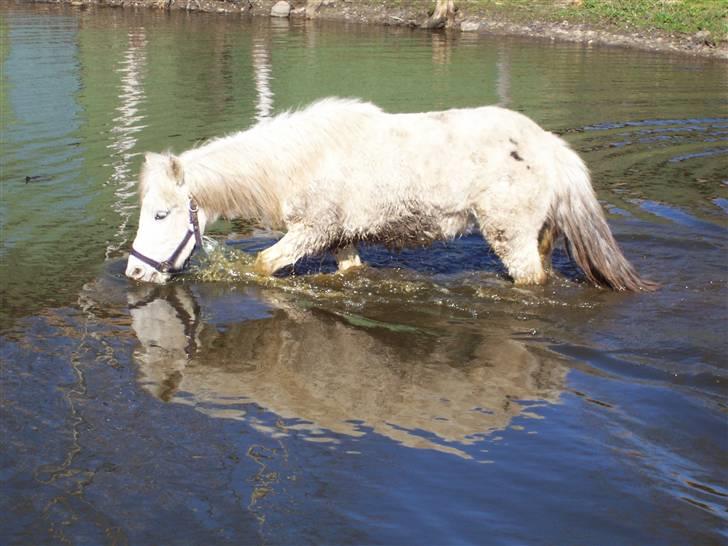 Shetlænder chip billede 4