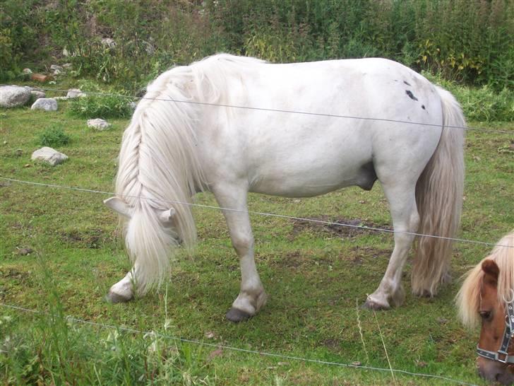 Shetlænder chip billede 5