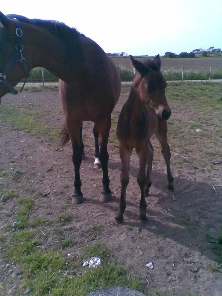 Anden særlig race Ginger (måske) - En månede gammel. Ca. (På tirsdag D 2 juni) billede 17