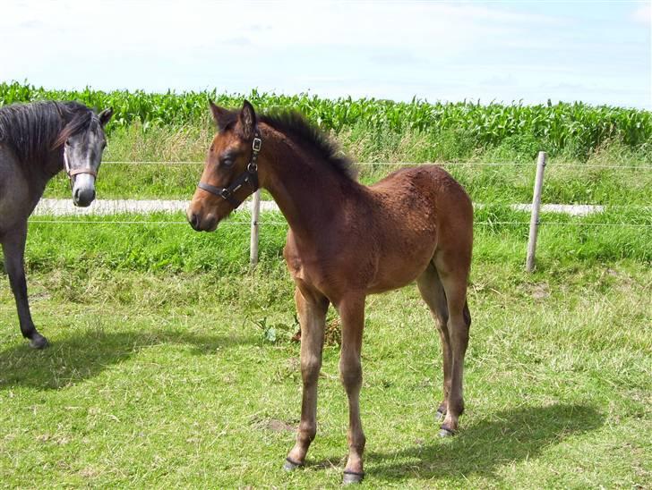 Anden særlig race Ginger (måske) - 2,5 månede gammel. billede 19