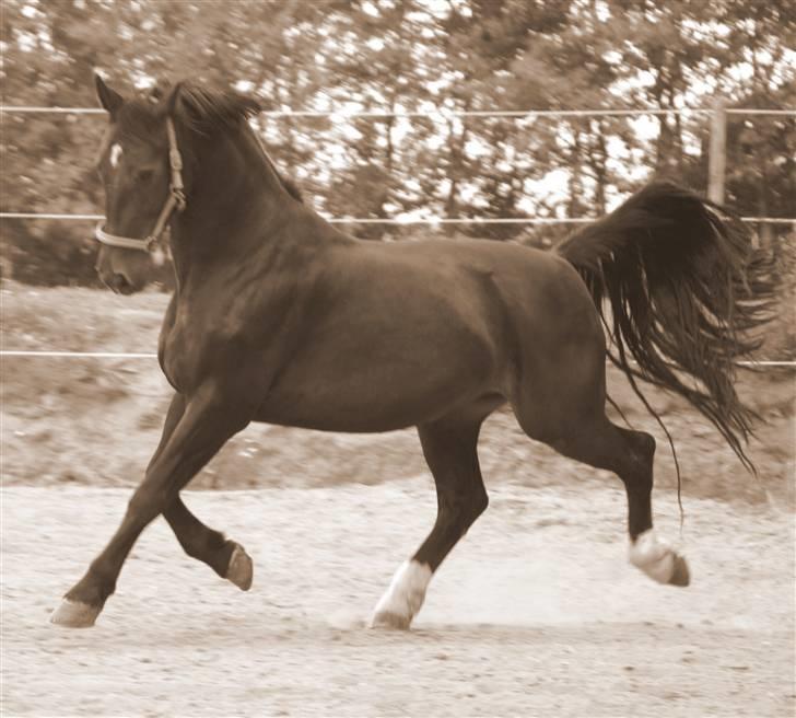 Oldenborg Cash af Egense *solgt* - tb-foto billede 1