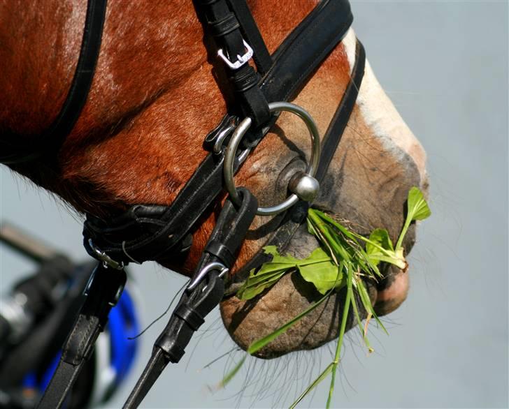 Welsh Cob (sec D) LINDBERG NOBLEMAN SOLGT - Græs! - taget af Sif Tetens billede 9