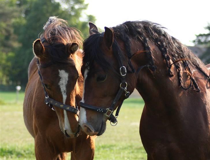 Welsh Cob (sec D) LINDBERG NOBLEMAN SOLGT - Pavlos og Noble <3 - taget af Sif Tetens billede 11