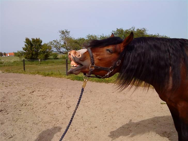 Welsh Cob (sec D) LINDBERG NOBLEMAN SOLGT billede 12