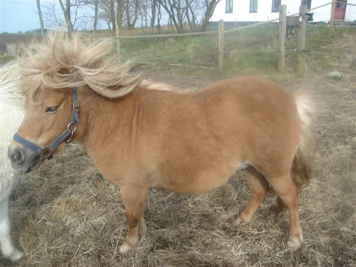 Shetlænder romy van shilling billede 1