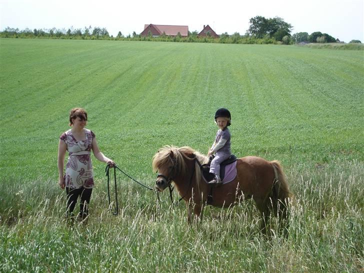 Shetlænder romy van shilling billede 2