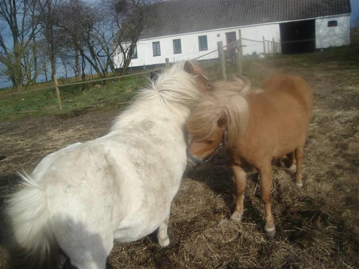 Shetlænder romy van shilling billede 3